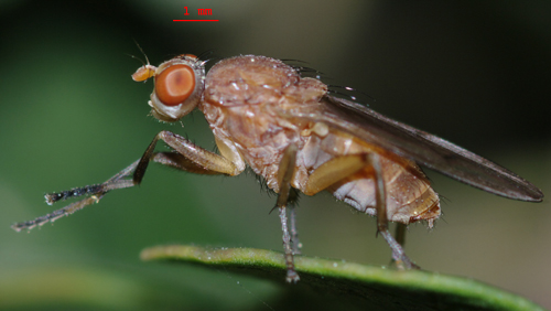 Tetanocera sp.